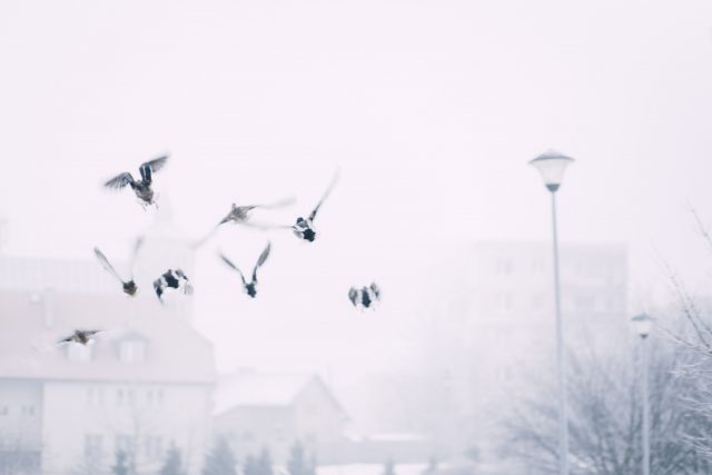 Morgen Morgen