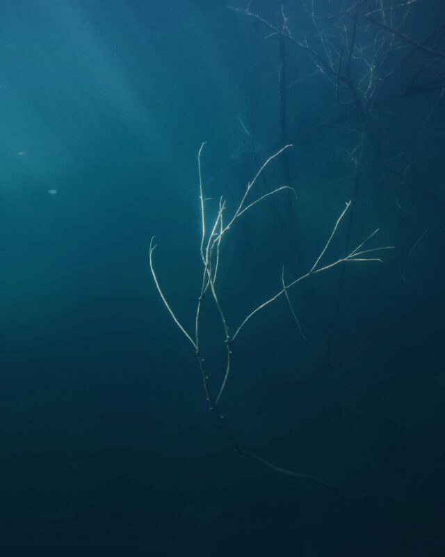 seegras