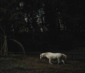 Was das Einhorn sagt