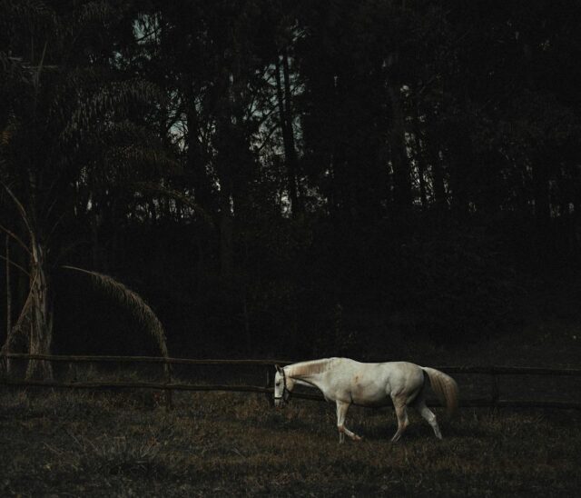 Was das Einhorn sagt