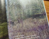Waldnotate im Arte.Mira-Magazin Waldnotate im Arte.Mira-Magazin